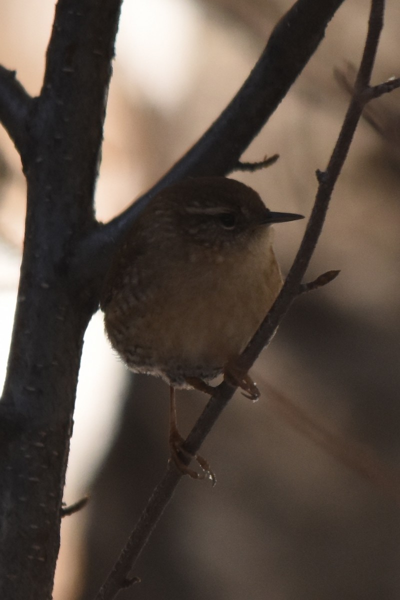 Winter Wren - ML646473824