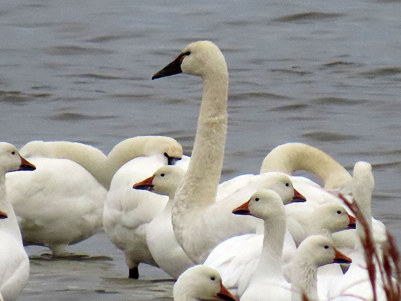 Cigno minore - ML646473830