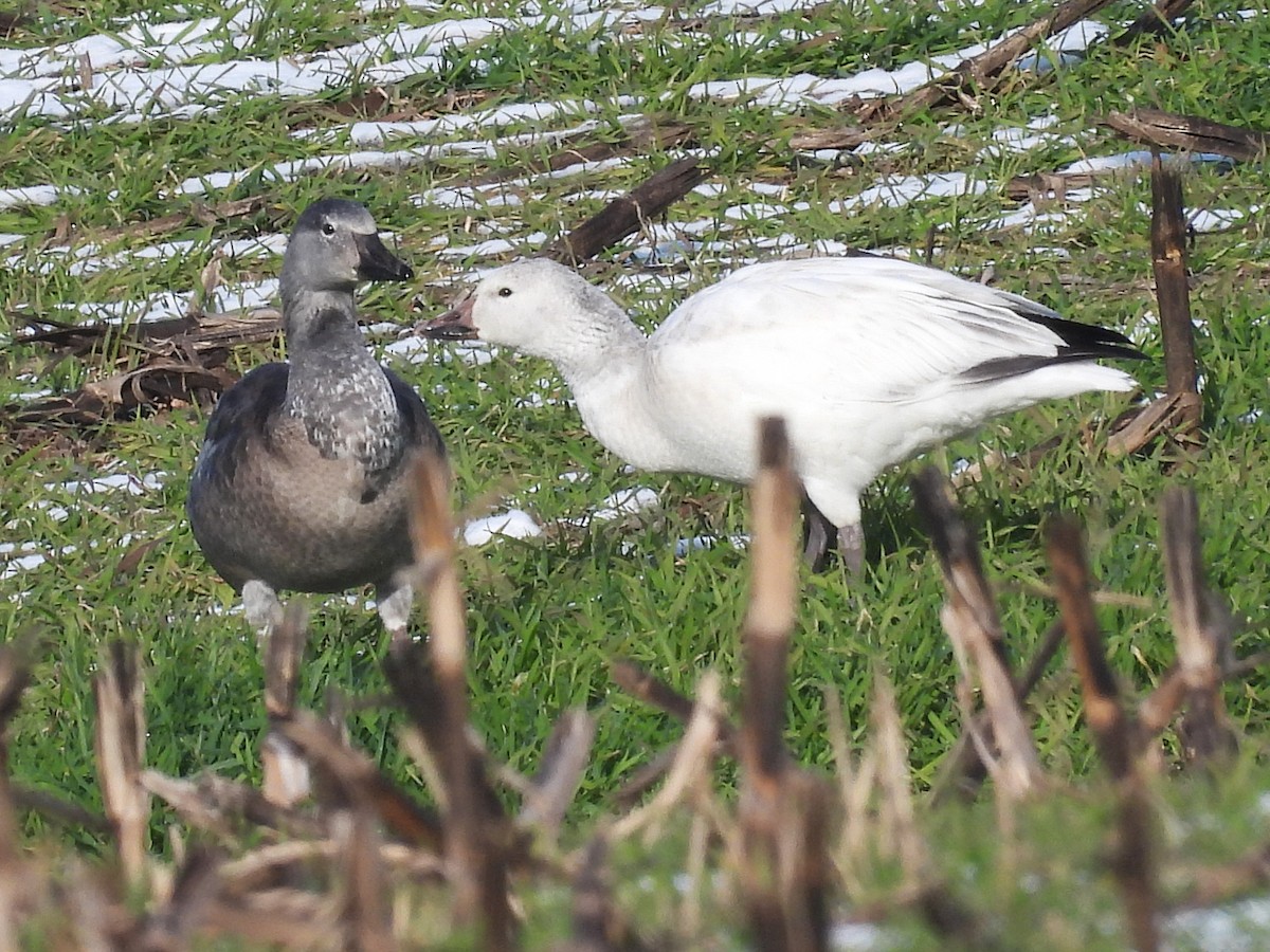 Snow Goose - ML646473832