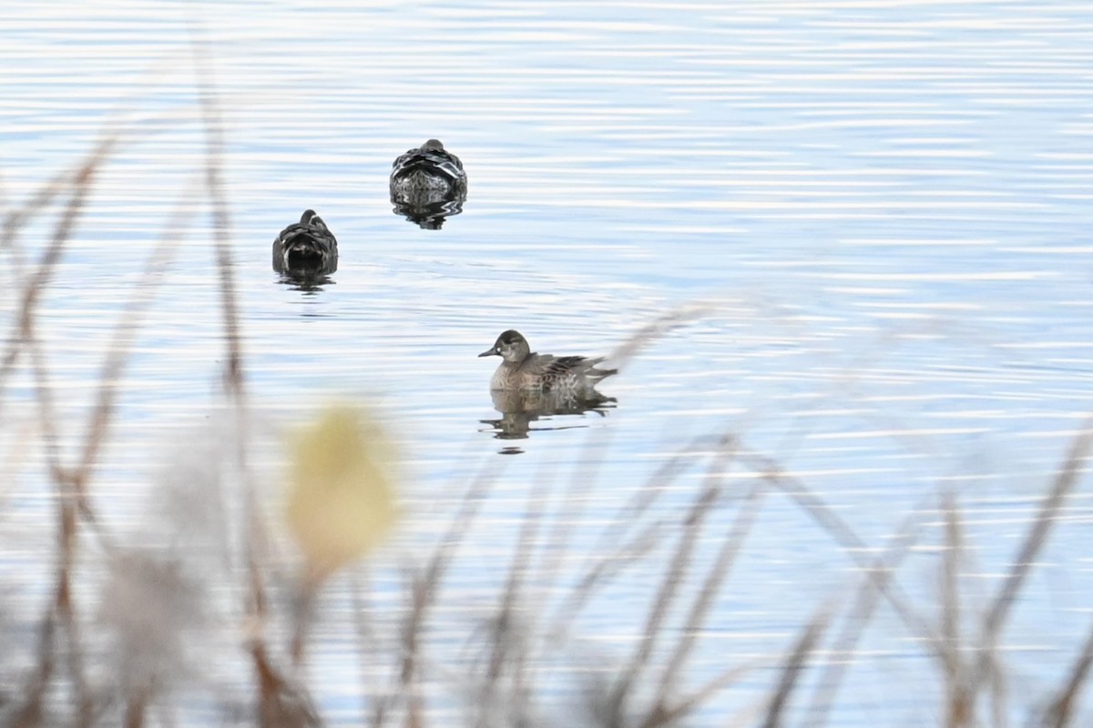 gulkinnand - ML646473833