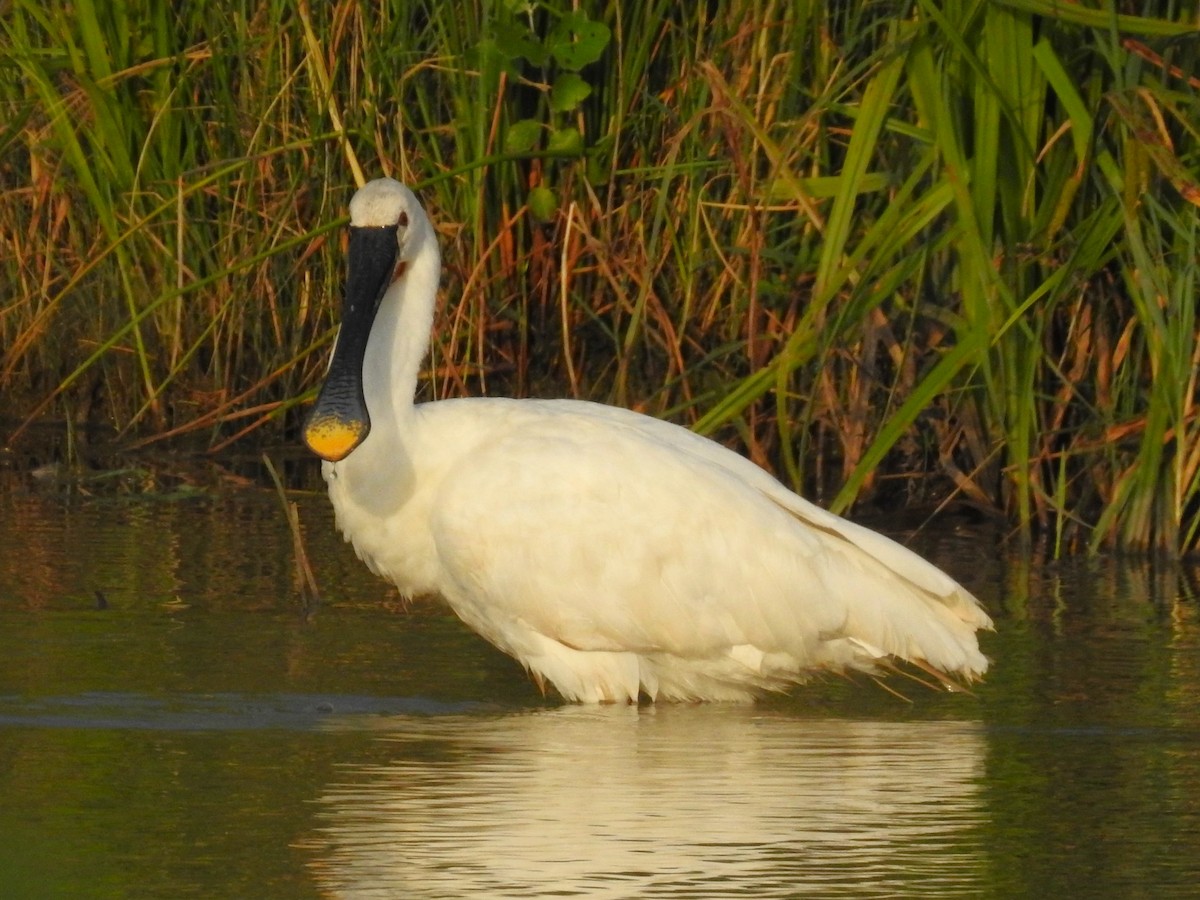 Eurasian Spoonbill - ML646473837