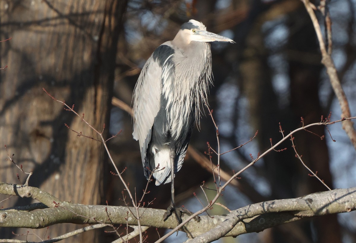 Great Blue Heron - ML646473839