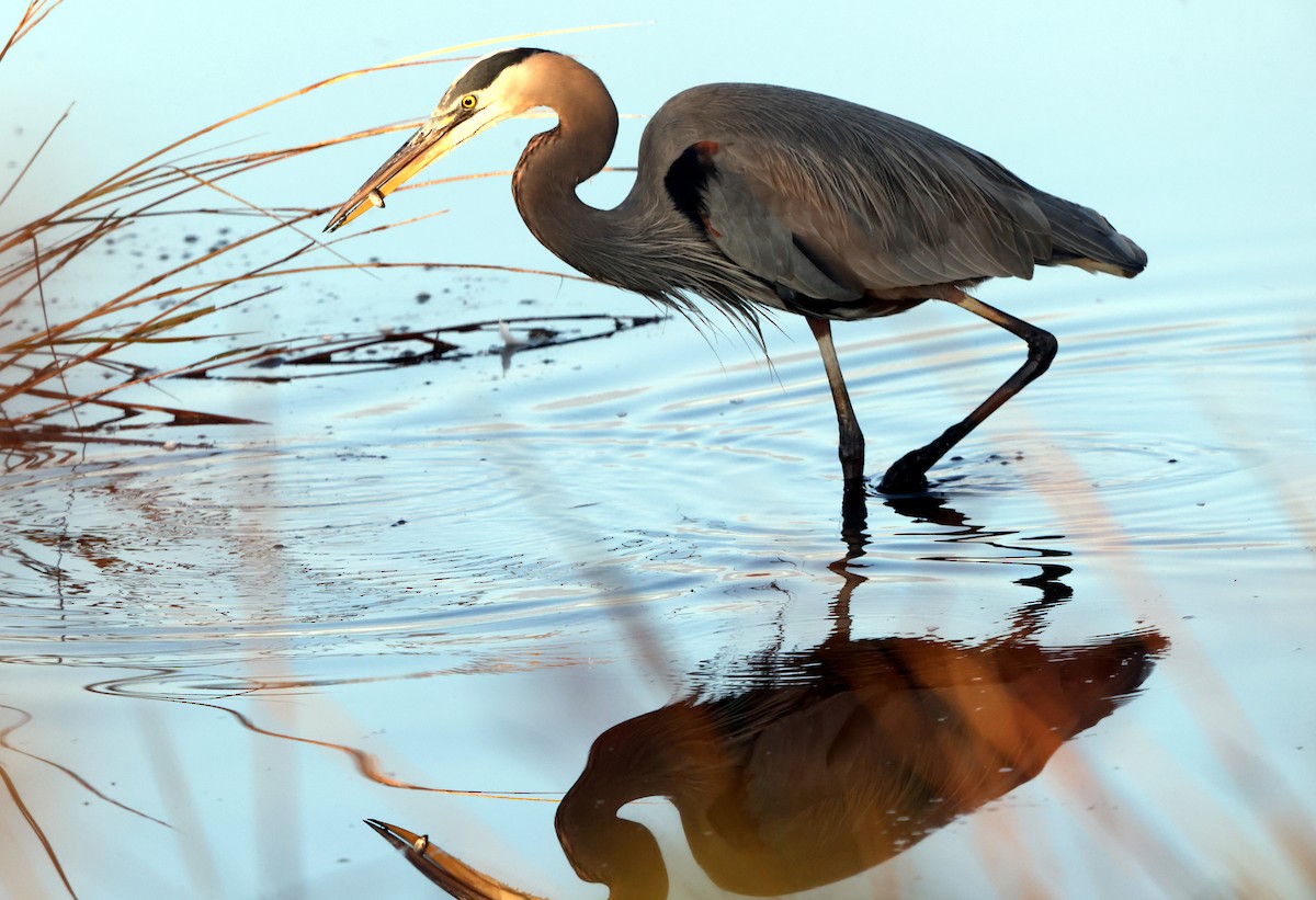 Great Blue Heron - ML646473840