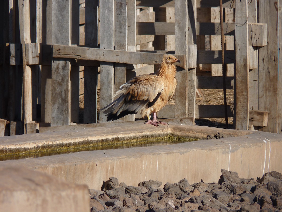 Alimoche Común - ML646473842