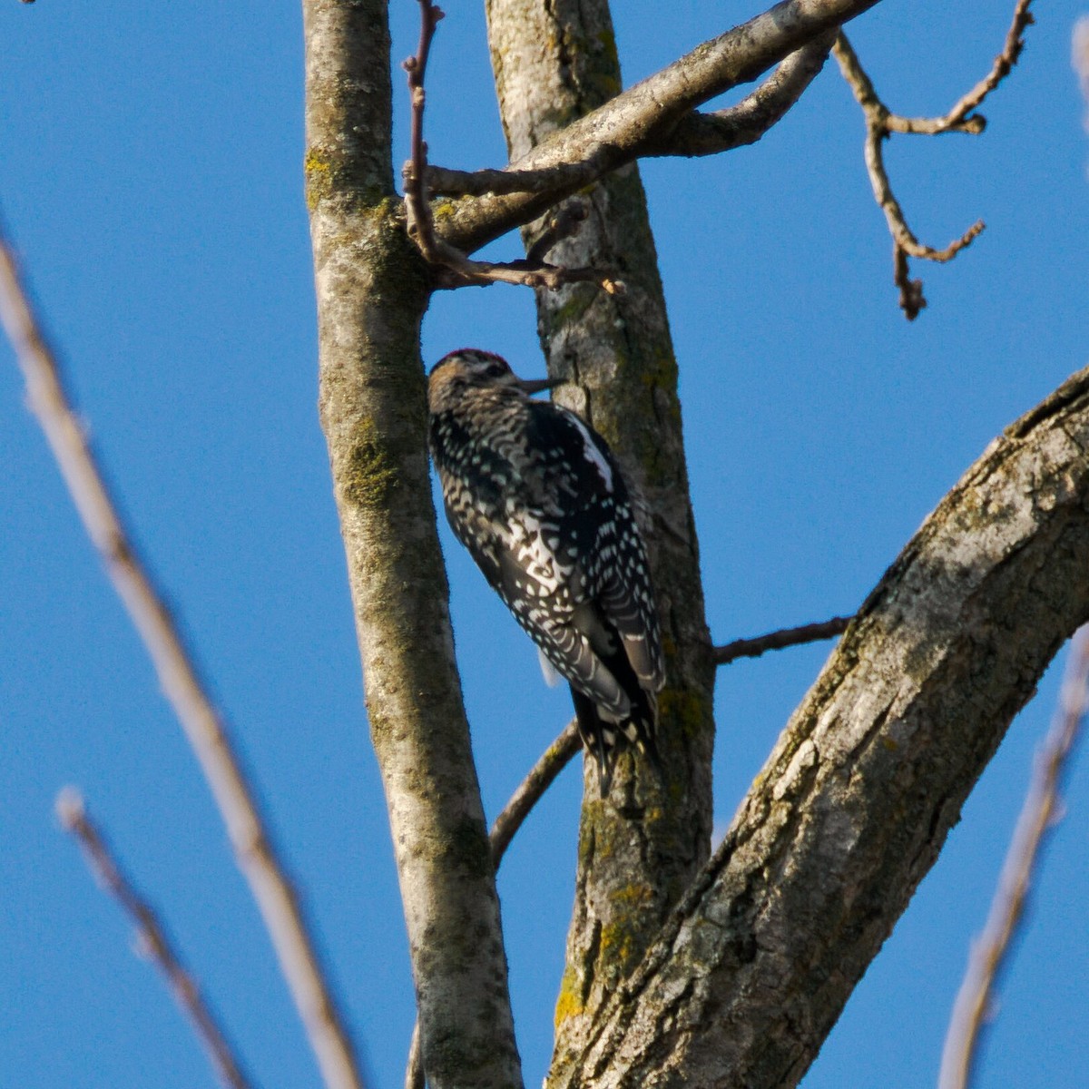 Yellow-bellied Sapsucker - ML646473843