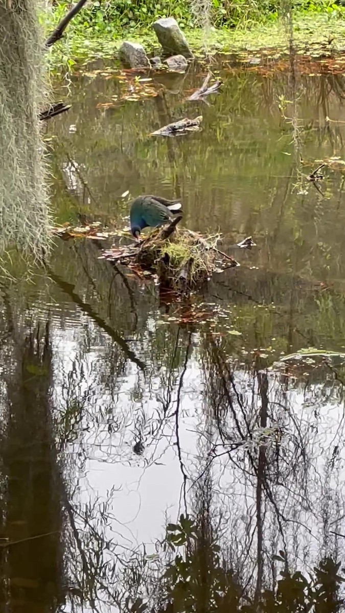 slípka žlutonohá - ML646473846