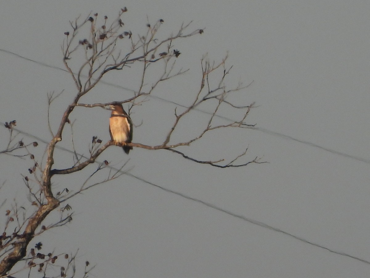 Red-tailed Hawk - ML646473847