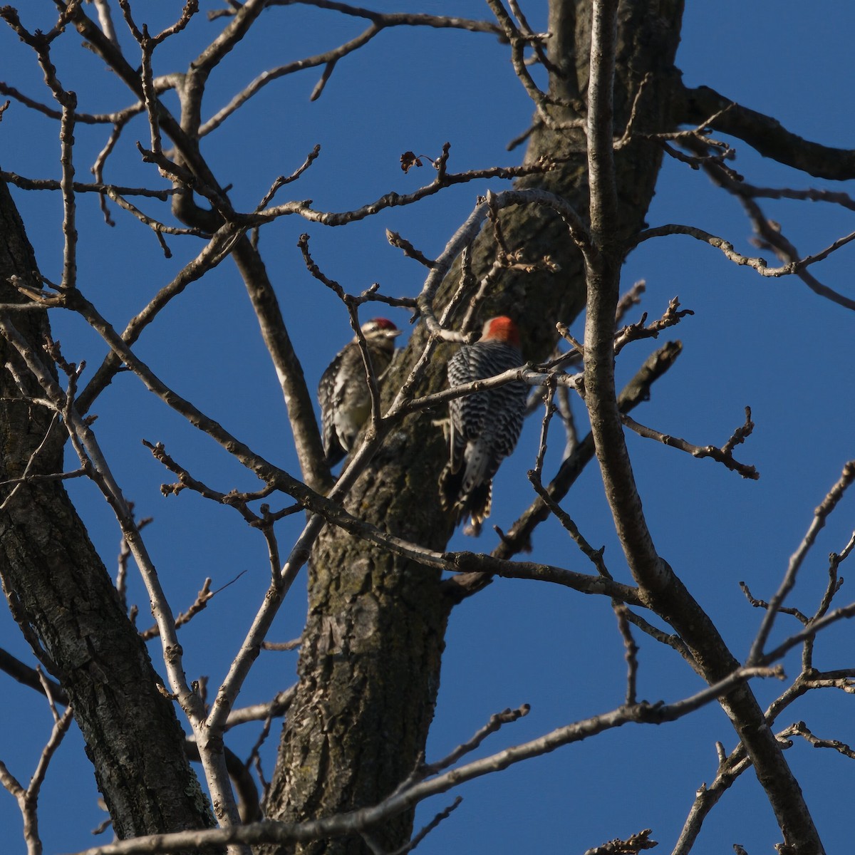 Red-bellied Woodpecker - ML646473849