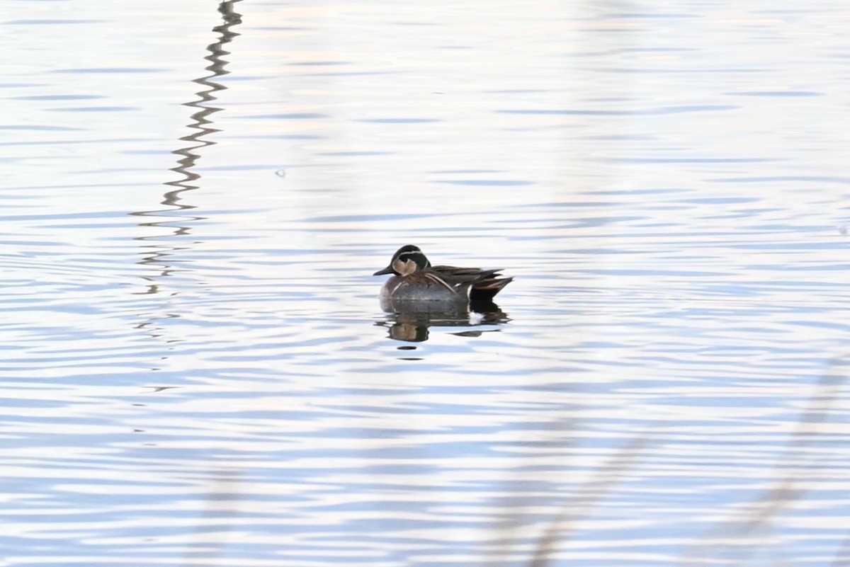 gulkinnand - ML646473851