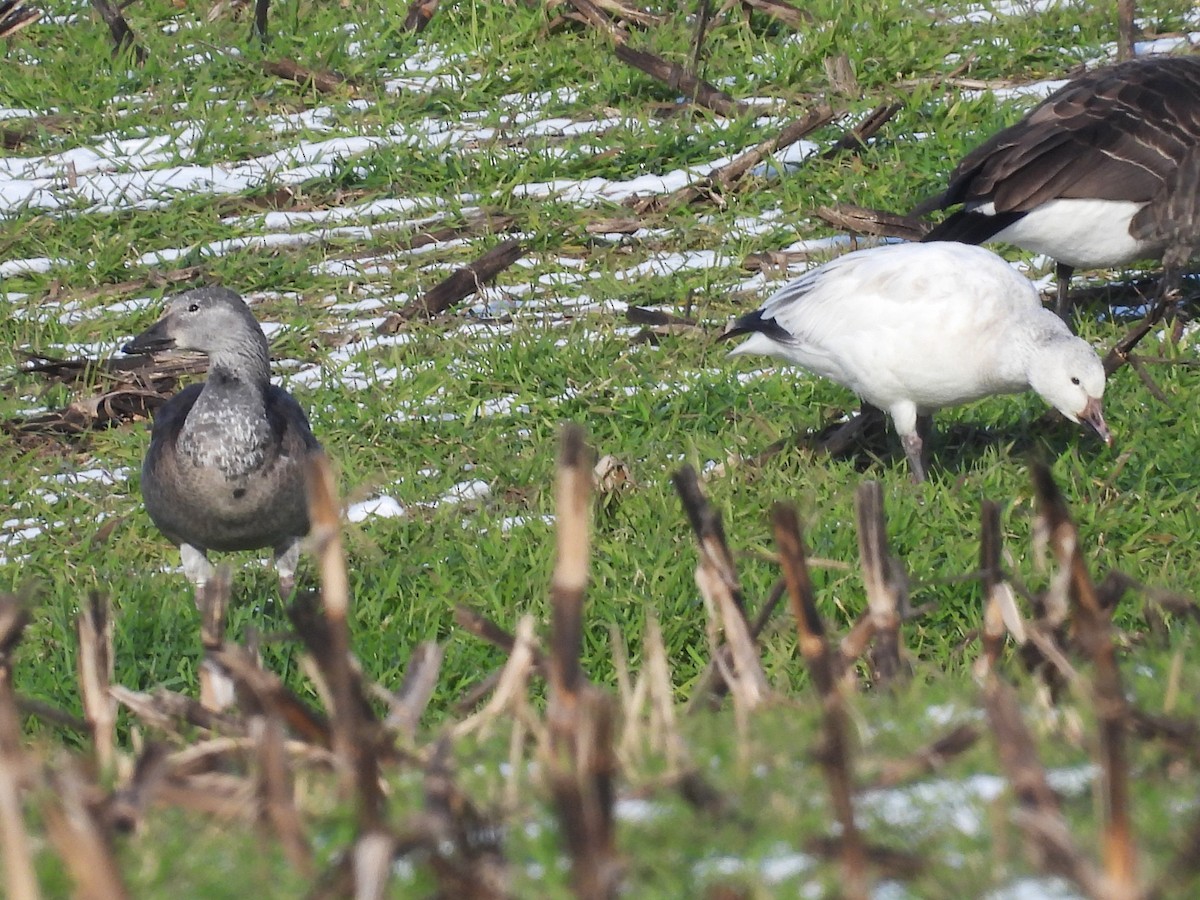 Snow Goose - ML646473852