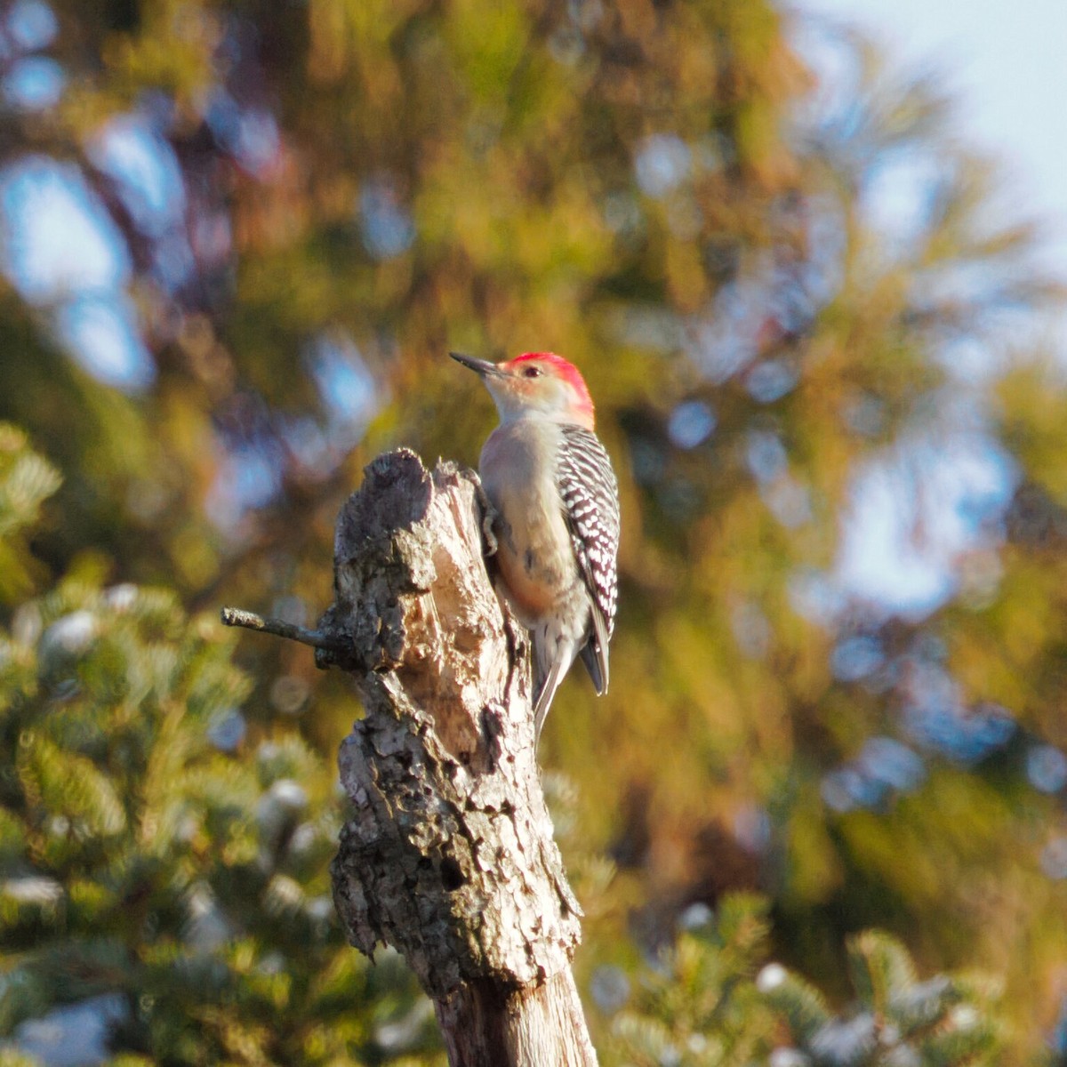 Red-bellied Woodpecker - ML646473853