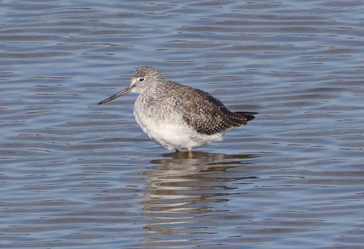 Lesser Yellowlegs - ML646473858
