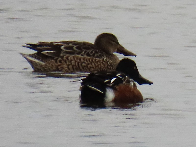 Mestolone - ML646473861