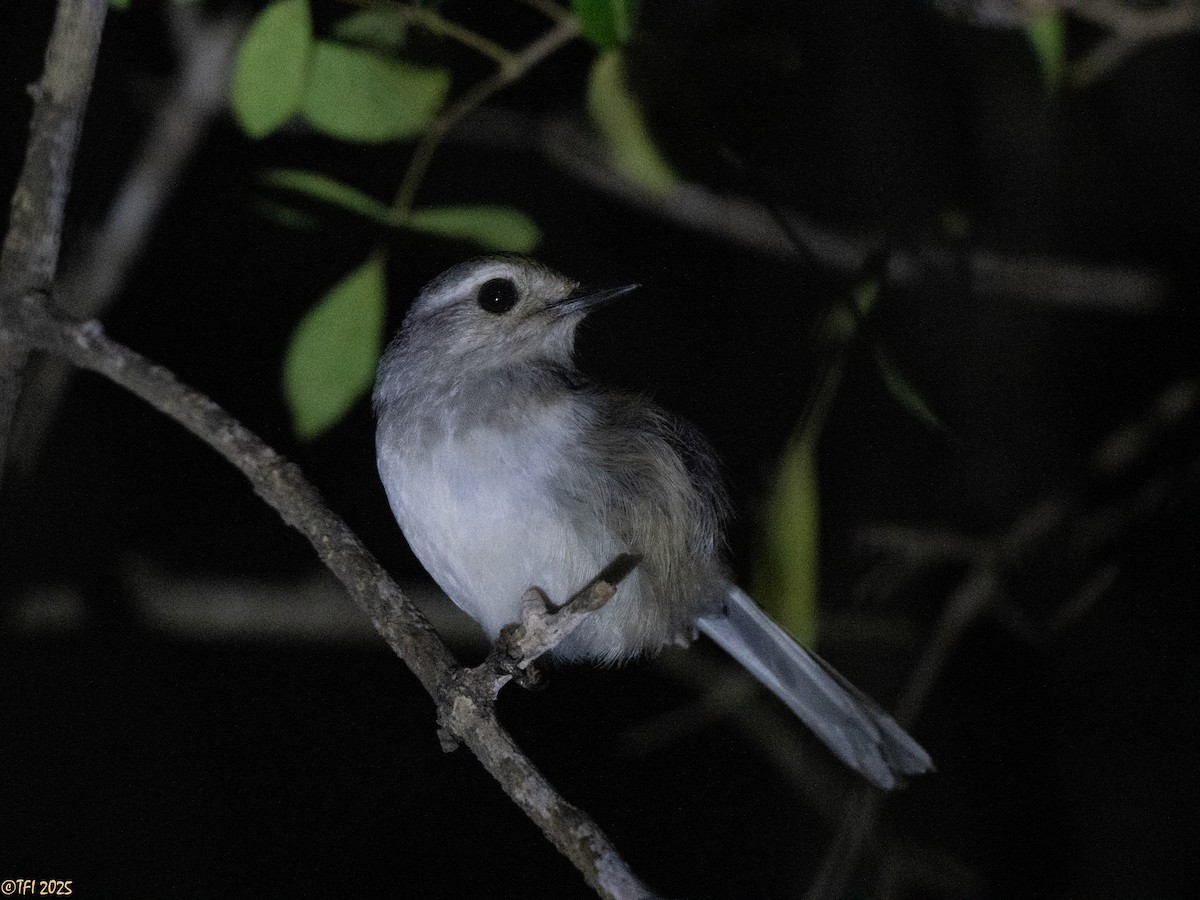 Madagascar Magpie-Robin - ML646473862