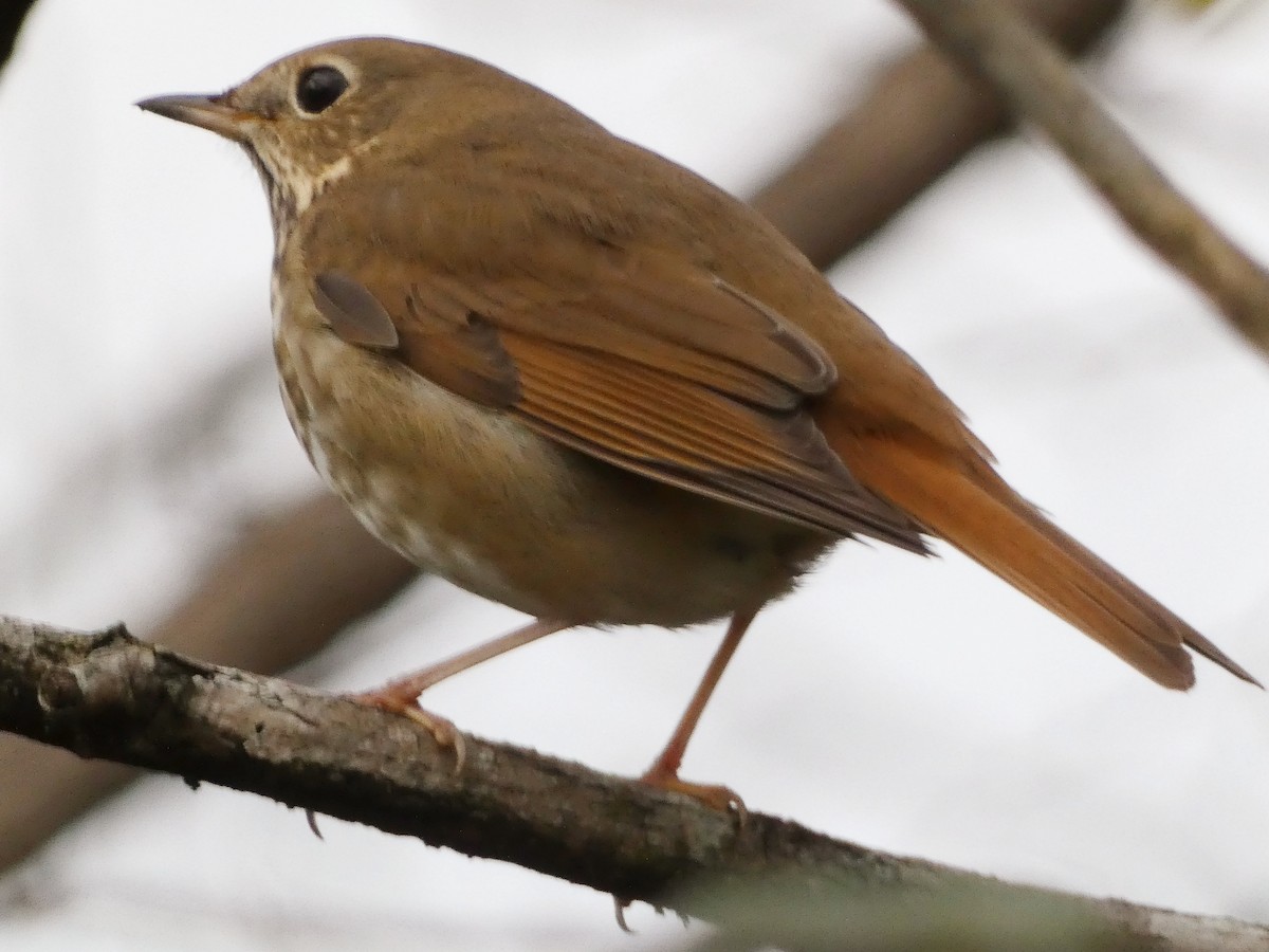 Hermit Thrush - ML646473864