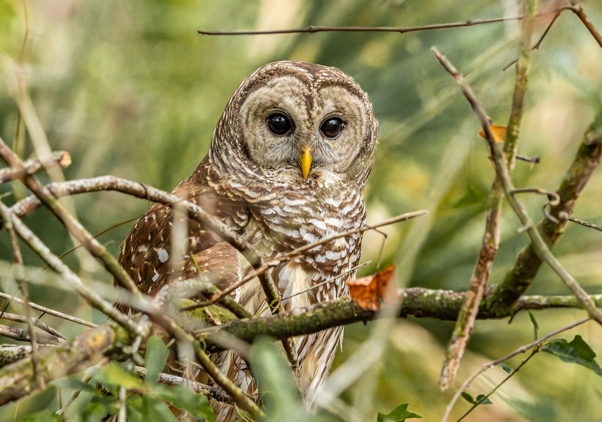 Chouette rayée - ML646473865