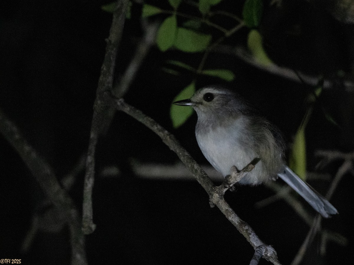 Madagascar Magpie-Robin - ML646473866
