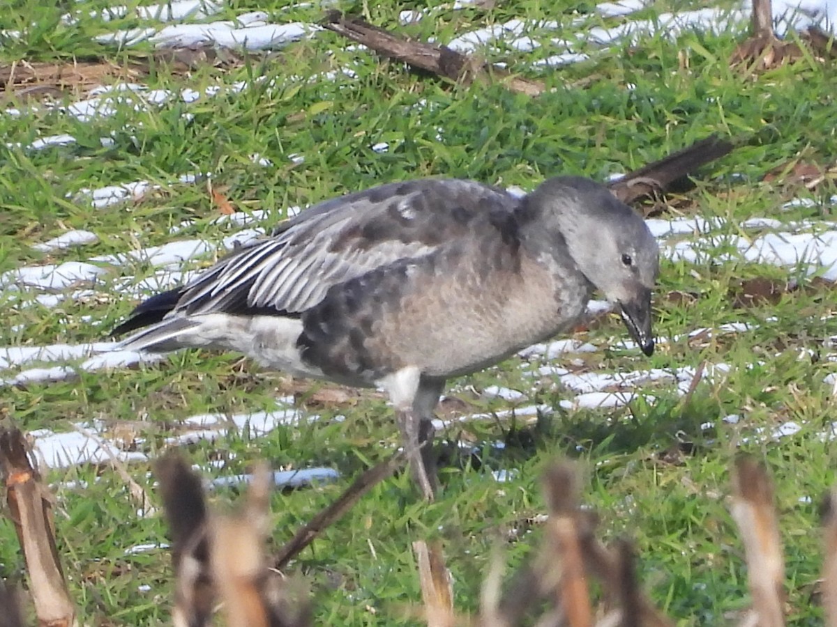 Snow Goose - ML646473867