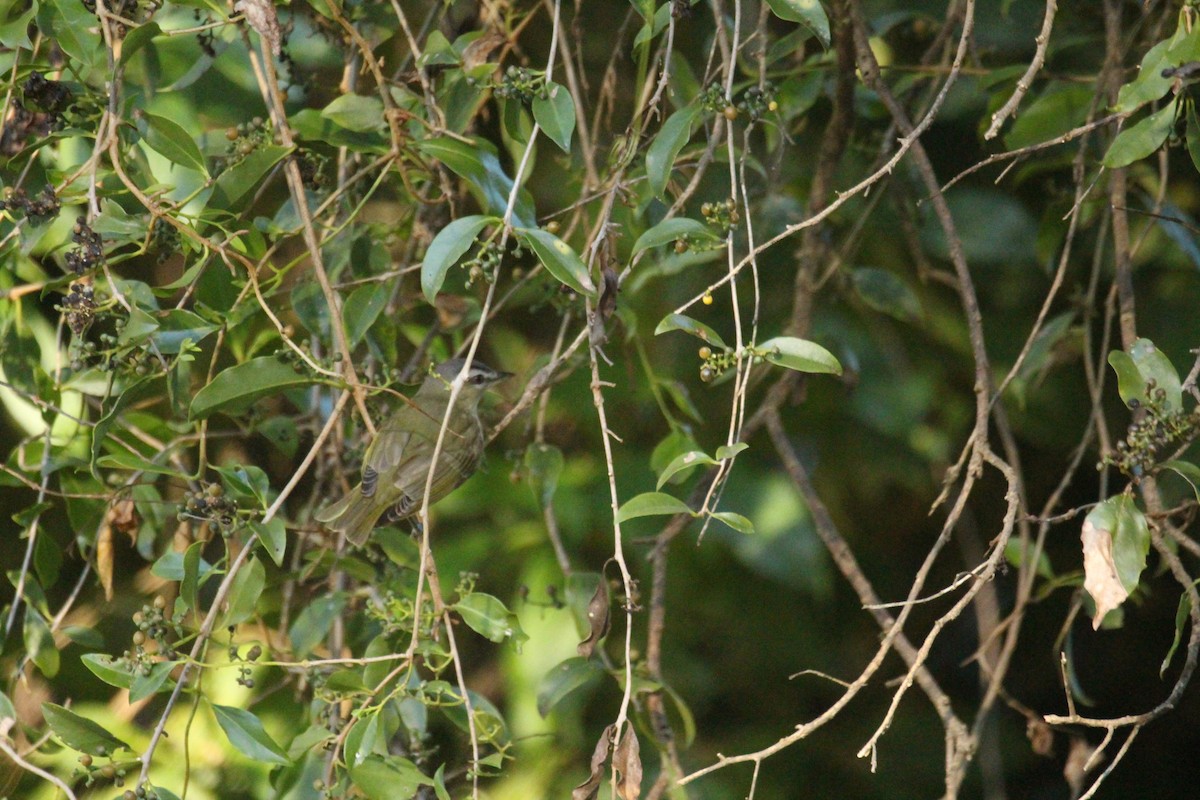 Red-eyed Vireo - ML646473868