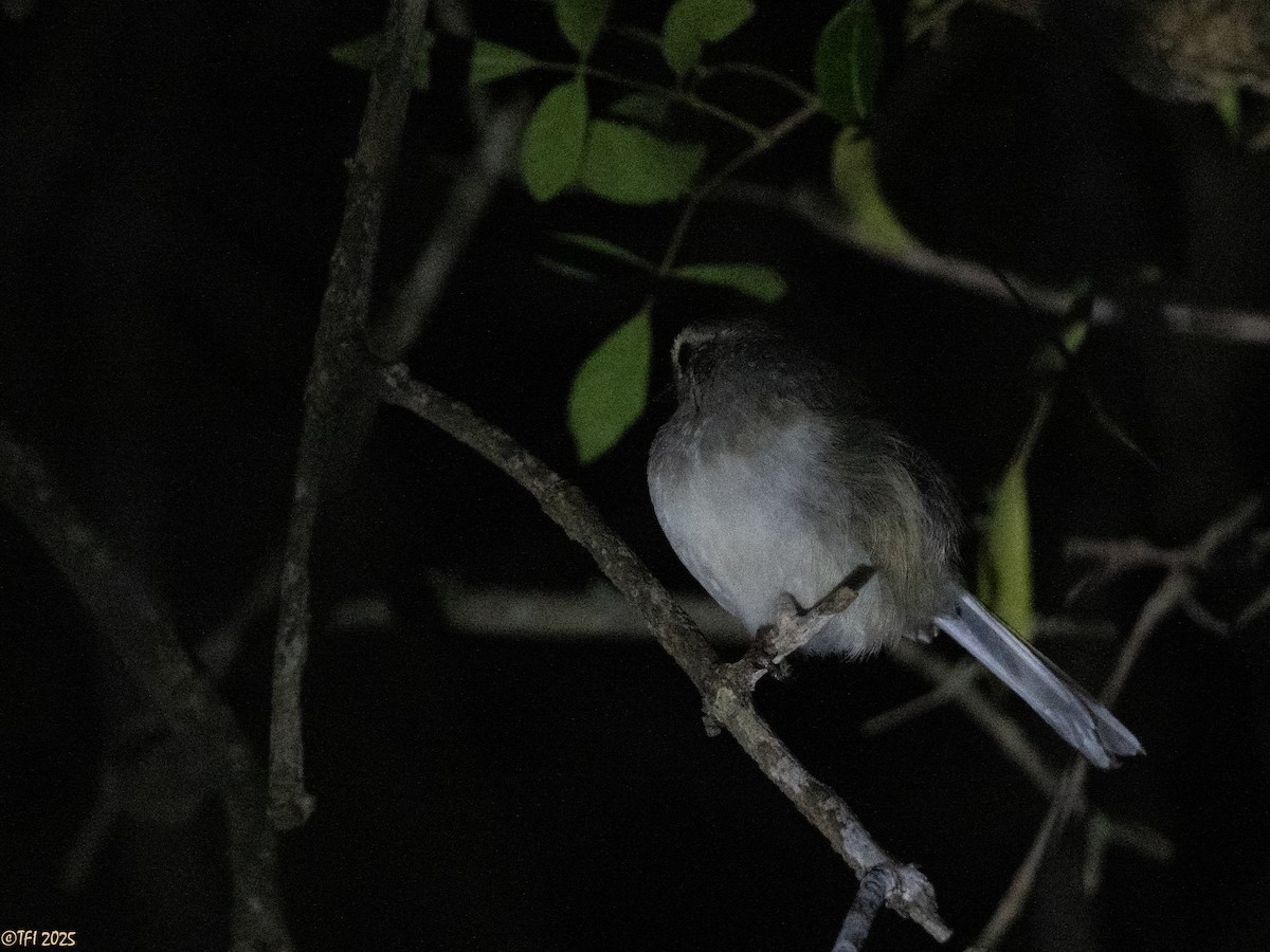 Madagascar Magpie-Robin - ML646473869