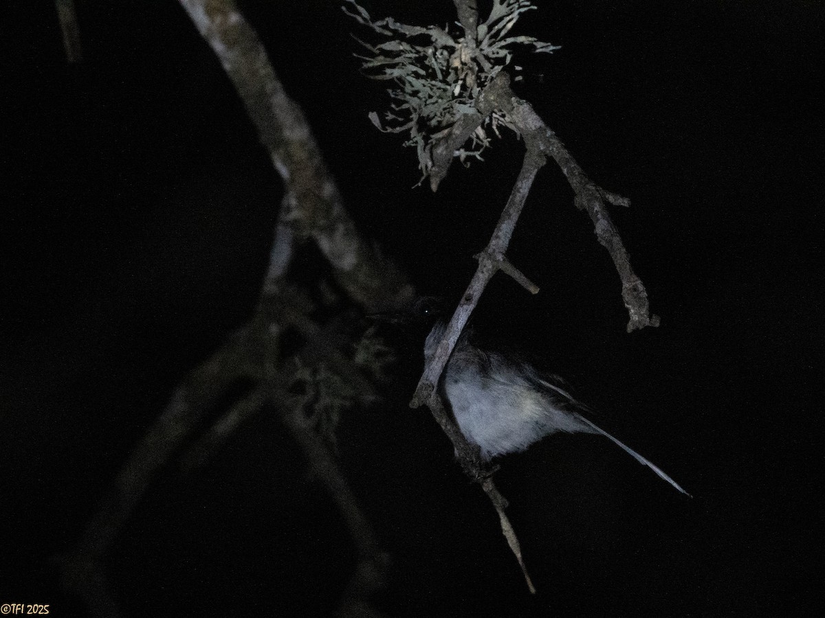 Madagascar Magpie-Robin - ML646473870