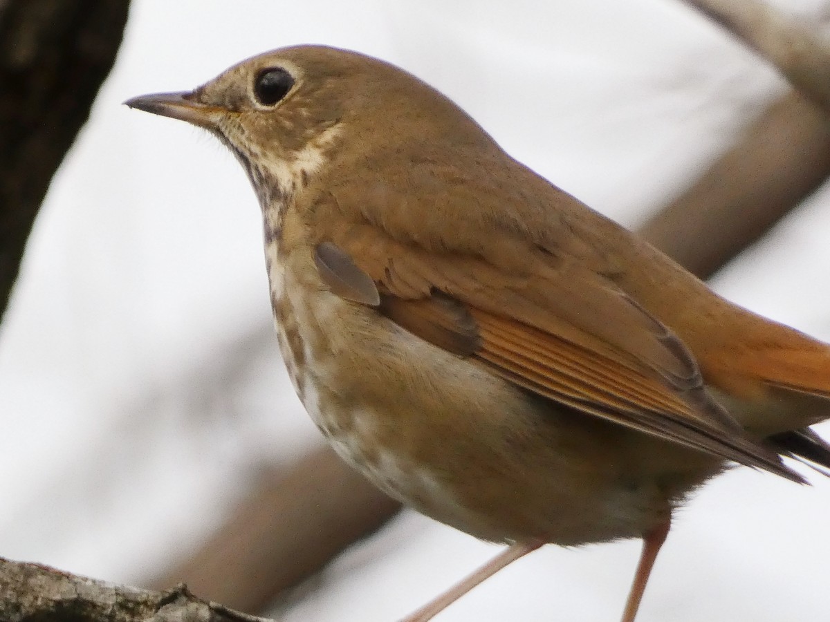 Hermit Thrush - ML646473872