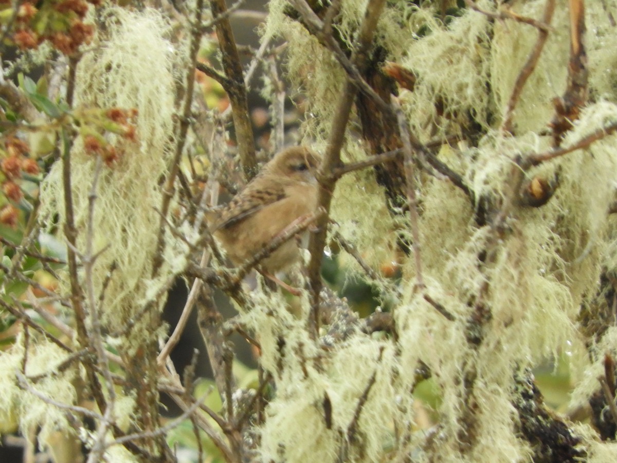 オオヌマミソサザイ - ML646473874