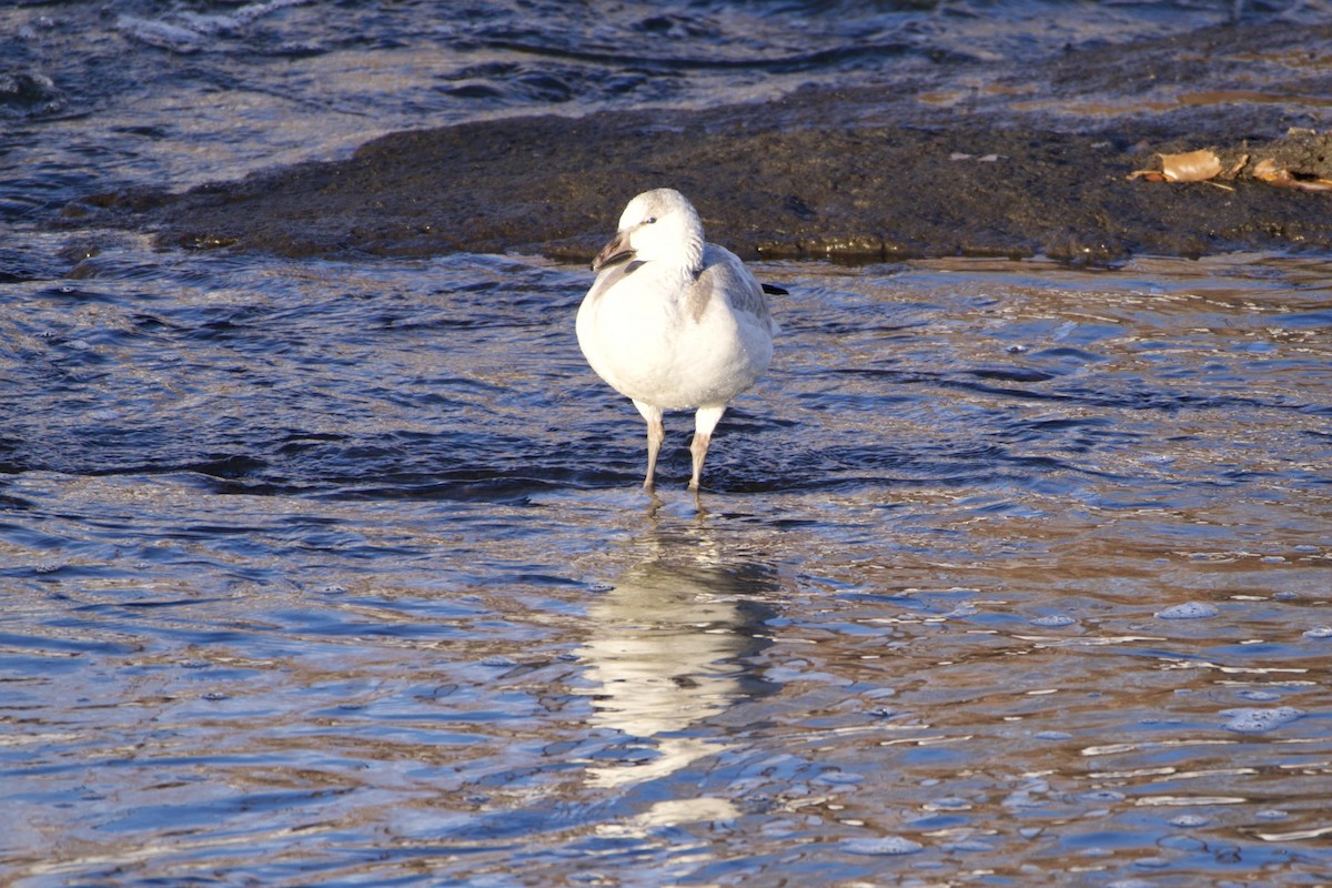 Цасны галуу - ML646473875