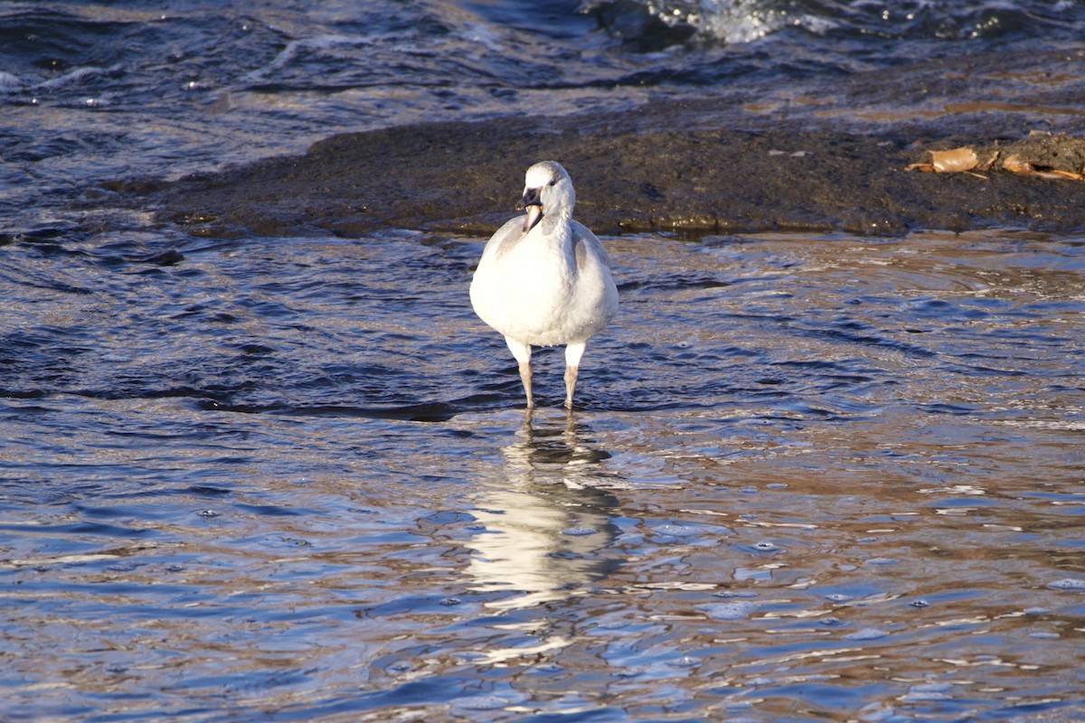Цасны галуу - ML646473876