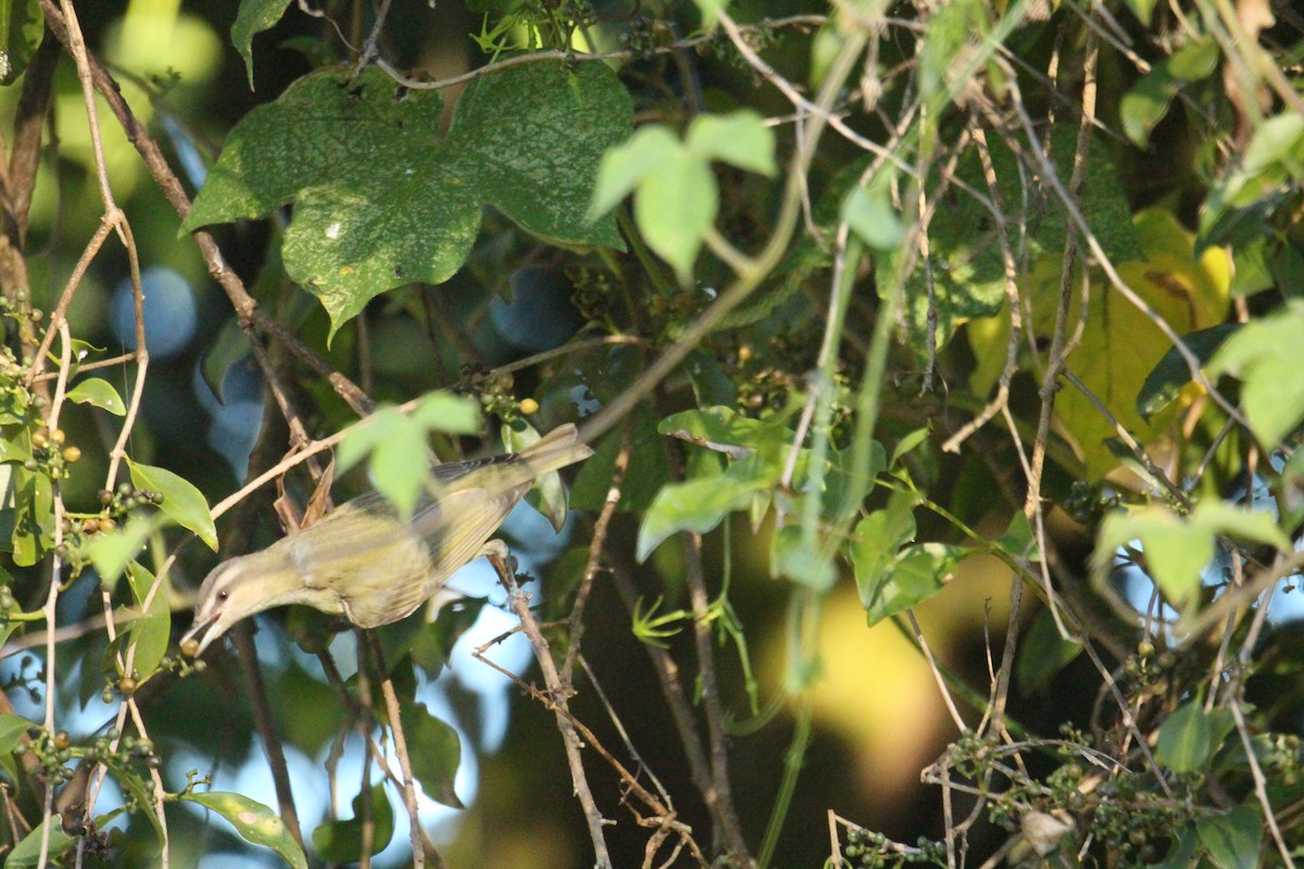 Red-eyed Vireo - ML646473878