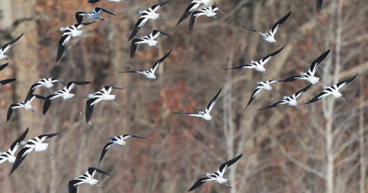 American Avocet - ML646473879