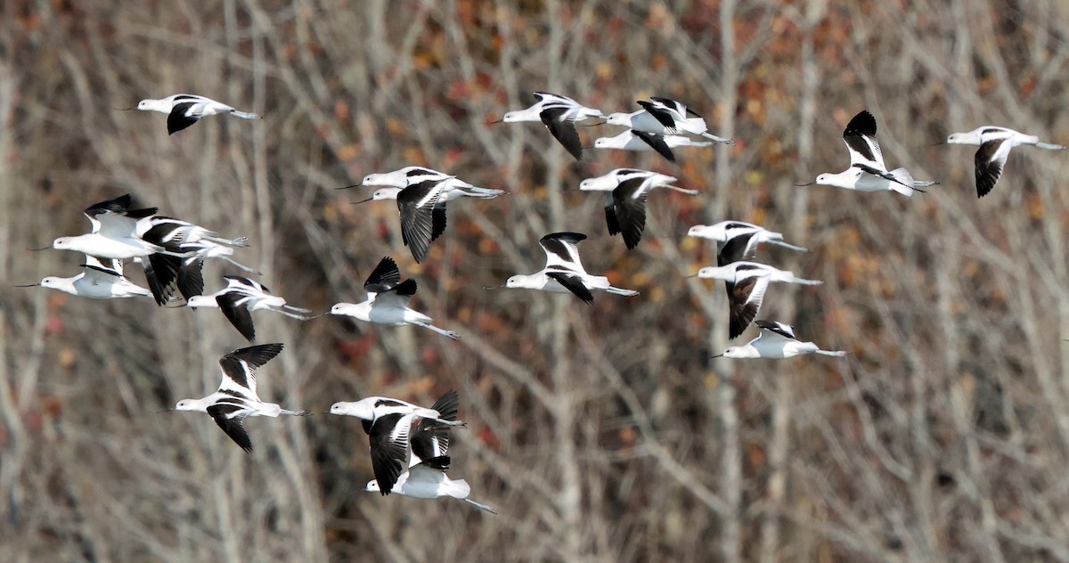 American Avocet - ML646473880
