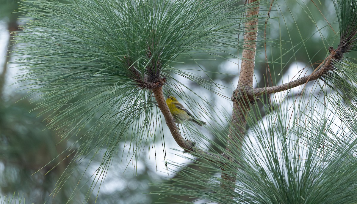 Pine Warbler - ML646473883