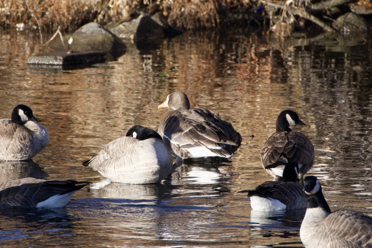 Манхин галуу - ML646473884