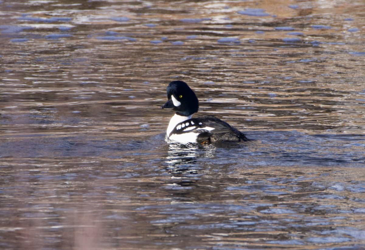 Barrow's Goldeneye - ML646473886