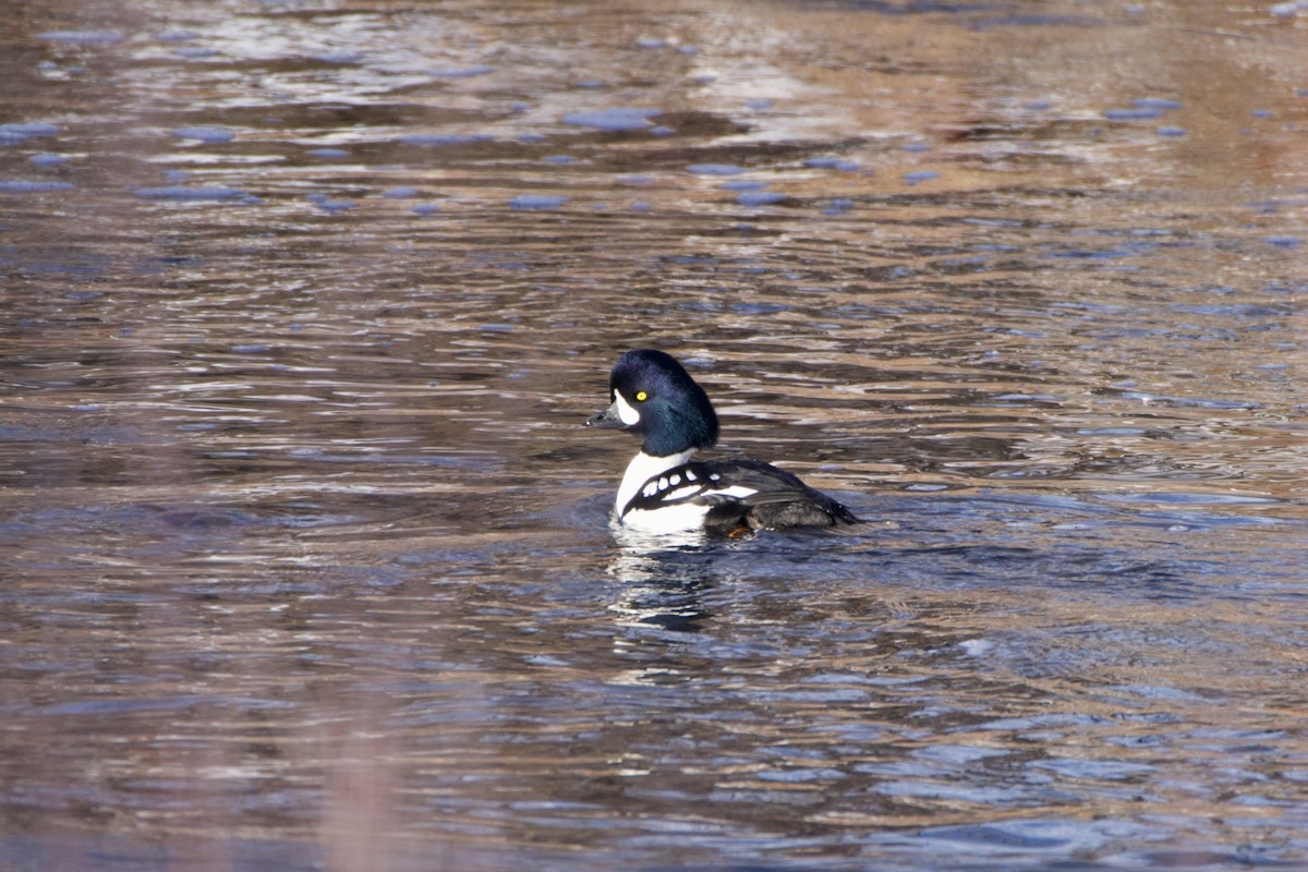 Barrow's Goldeneye - ML646473887