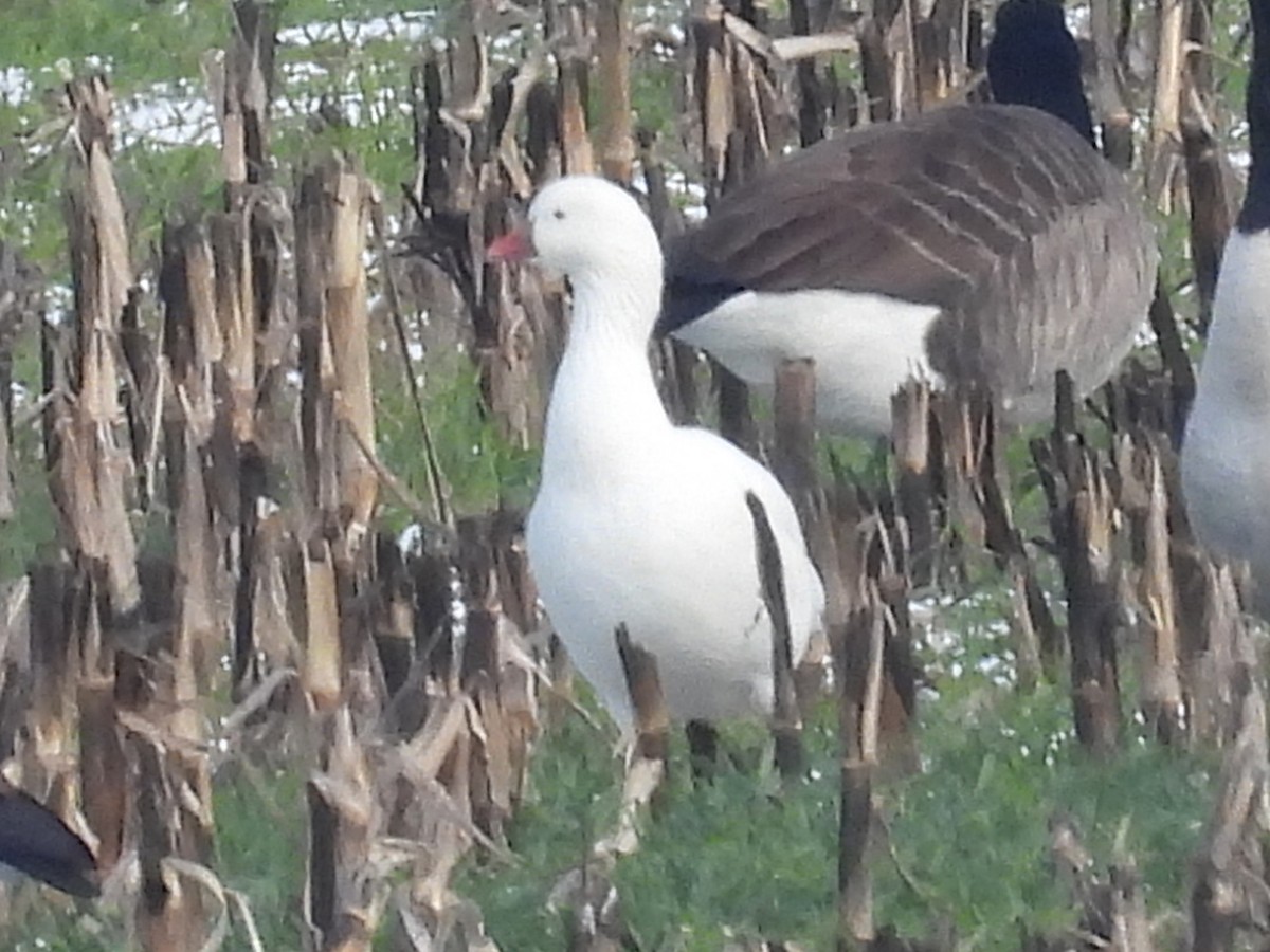 Ross's Goose - ML646473888