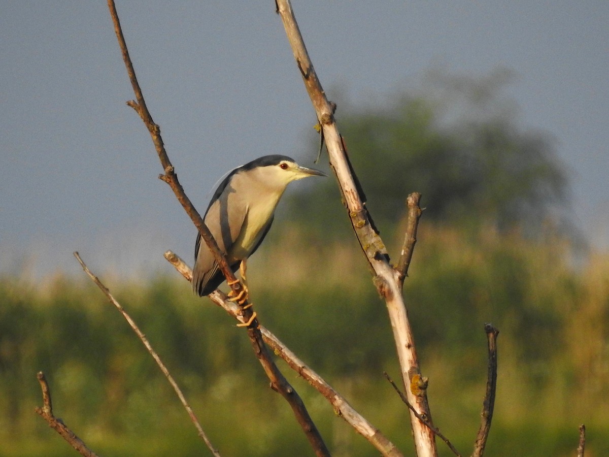 Black-crowned Night Heron - ML646473890