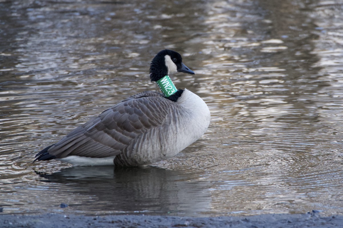 Канад галуу - ML646473892