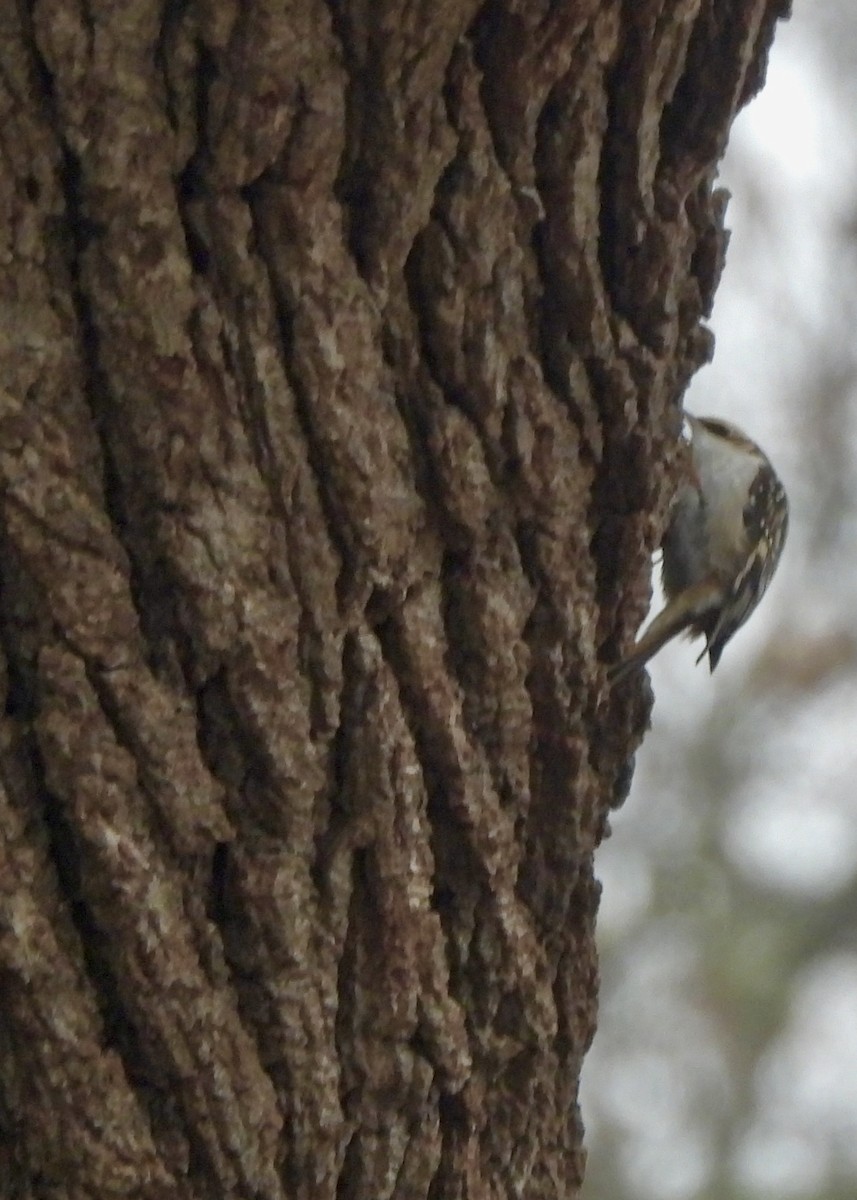 Amerikabaumläufer - ML646473894