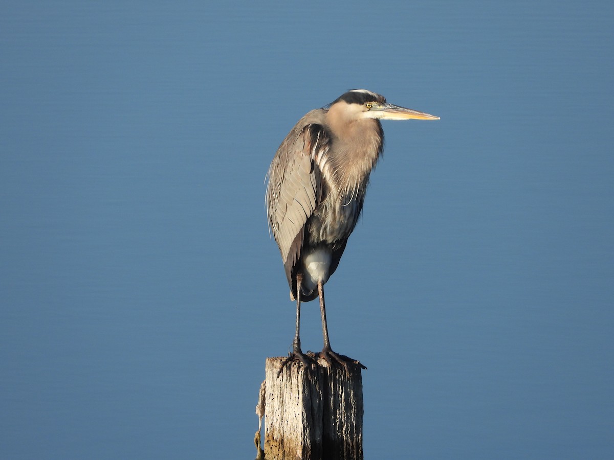 Great Blue Heron - ML646473895