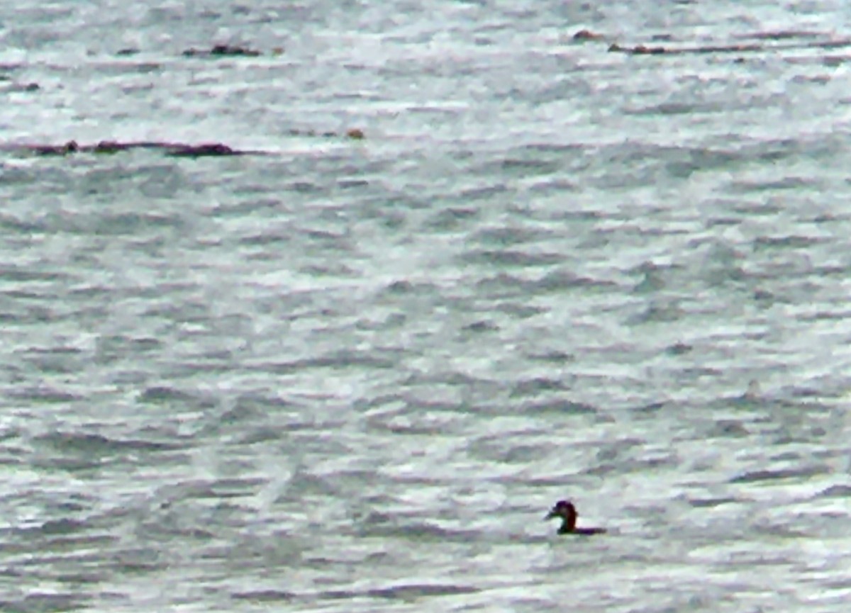 brilleand - ML646473896