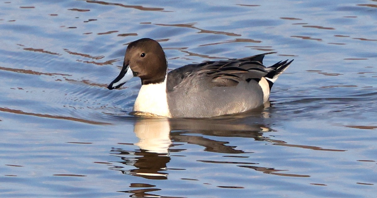 Northern Pintail - ML646473897