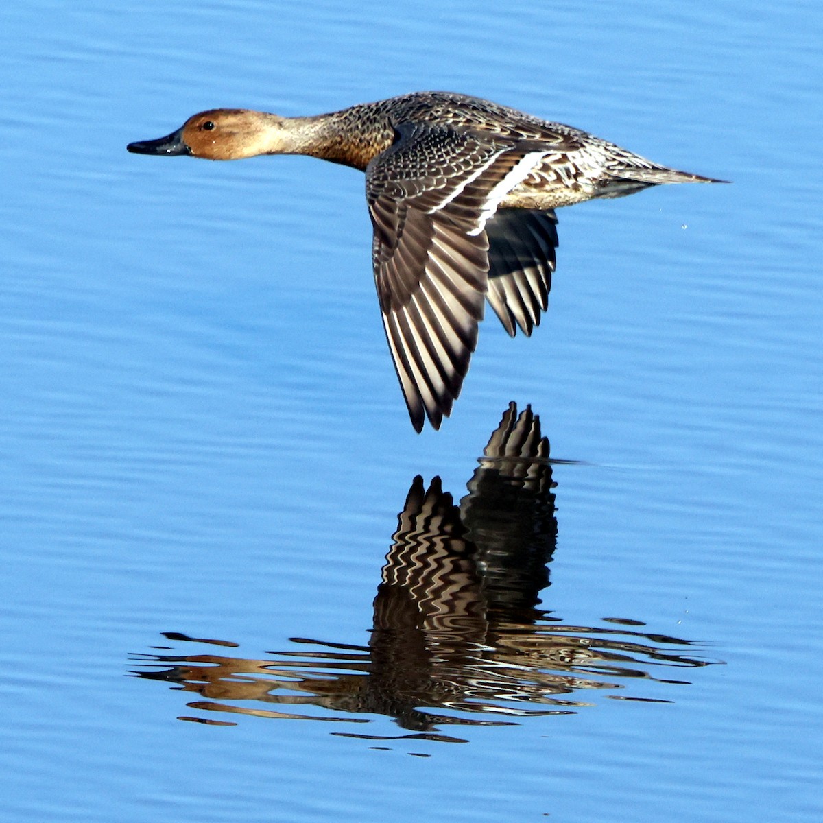 Northern Pintail - ML646473898