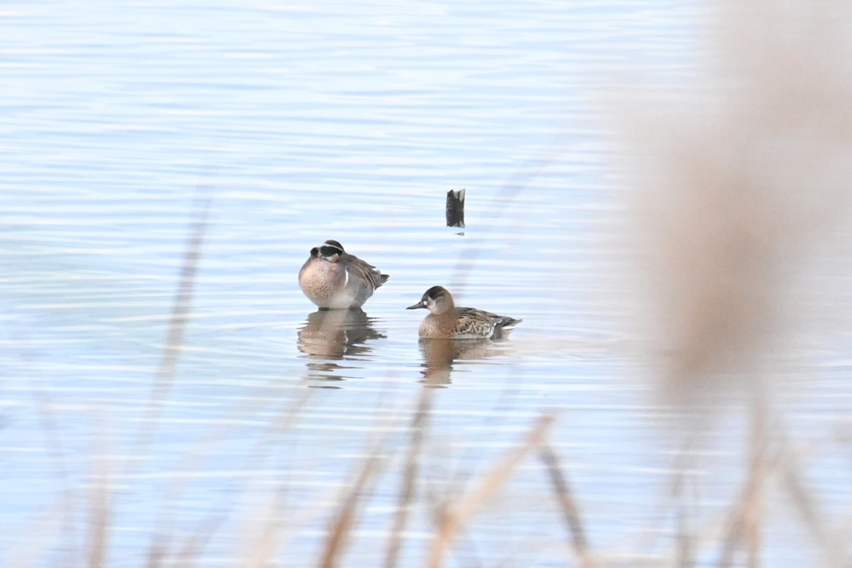 gulkinnand - ML646473905