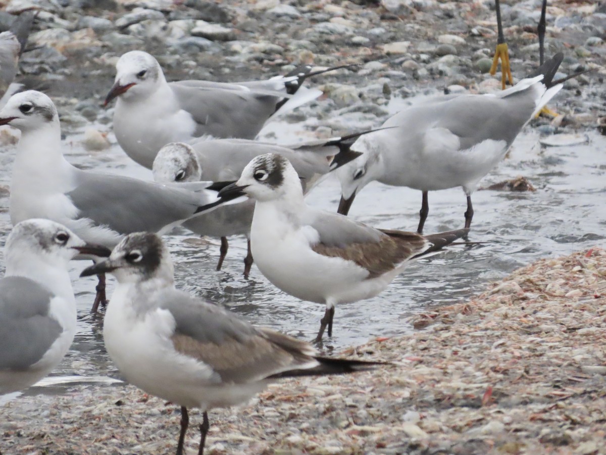 Gaviota Pipizcan - ML646473908