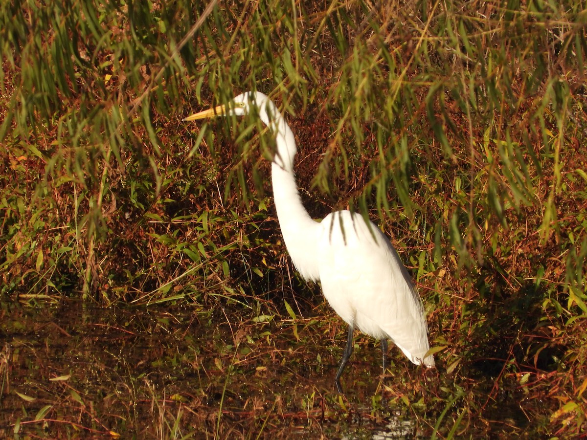 Great Egret - ML646473910