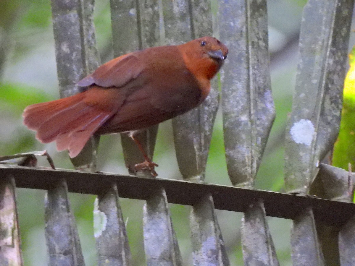 Red-crowned Ant-Tanager - ML646473911