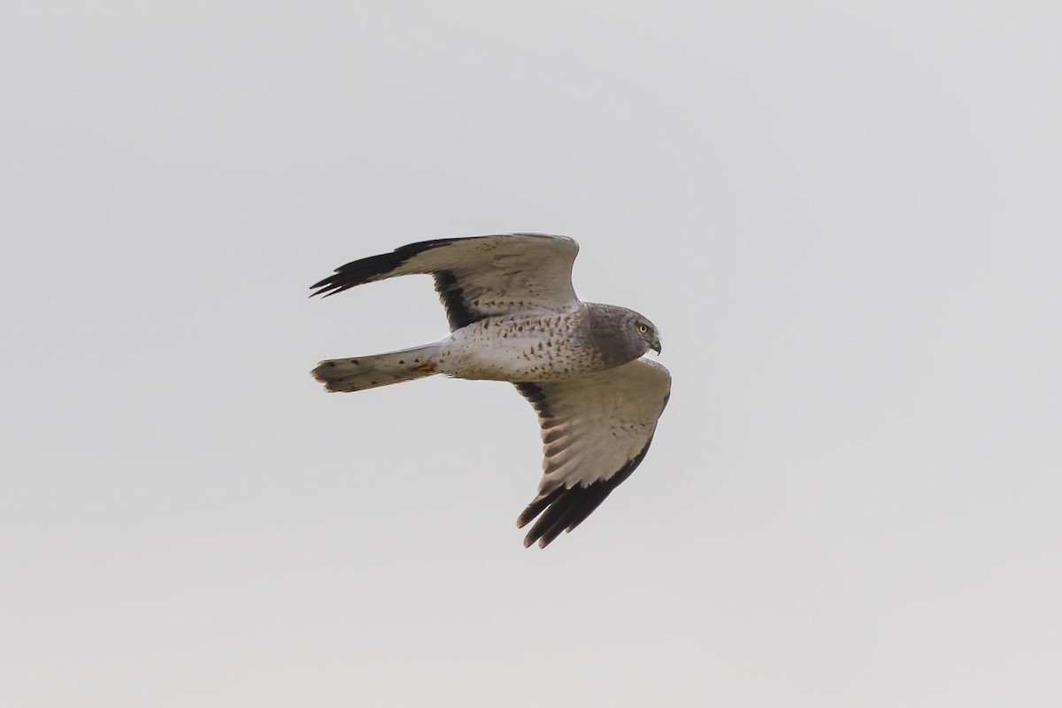 Northern Harrier - ML646473912