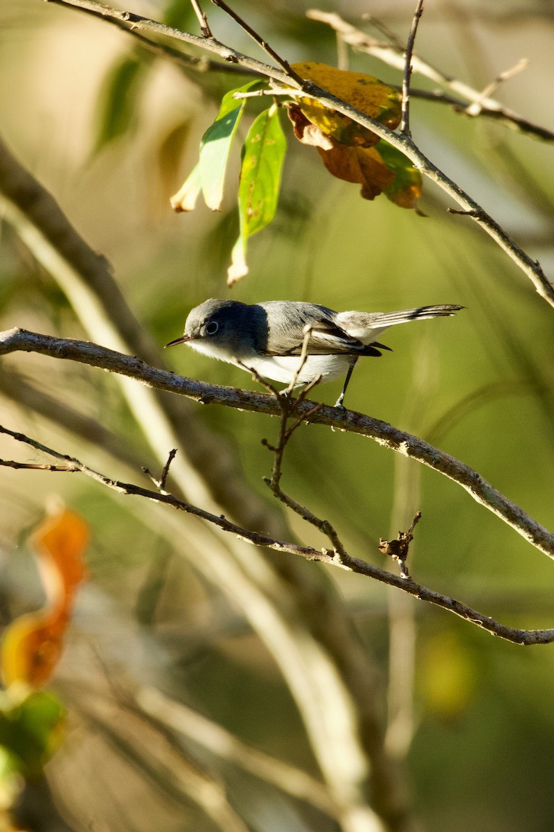 ברחשית כחלחלה - ML646473914